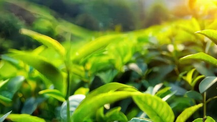 Wall Mural - a tea bush with young fresh leaves illuminated by the rays of the rising sun