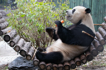 Wall Mural - close up giant panda, fu xing, aka pang da hai, beijing, china
