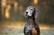 © otsphoto - old german shorthaired pointer dog portrait outdoors