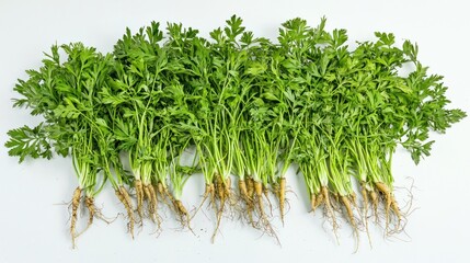 Poster - Fresh carrot tops with long greens and roots still attached 