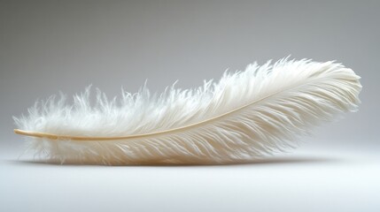 Poster - Single white feather isolated on light grey background.