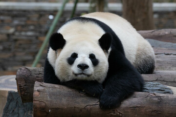 Wall Mural - funny pose of sleeping panda, china