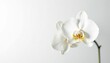 © Anulak - Delicate white orchid blossom against pure white background, pure, nature