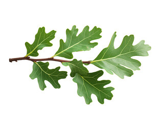 Poster - Green oak branch with leaves isolated on white or transparent background Cutout PNG