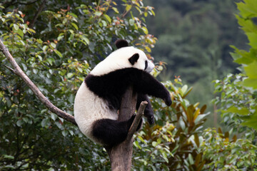 Wall Mural - funny pose of little panda sleeping on the tree, wolong panda base, china