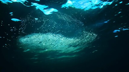 Poster - A blue ocean with a lot of bubbles. The bubbles are white and are floating in the water