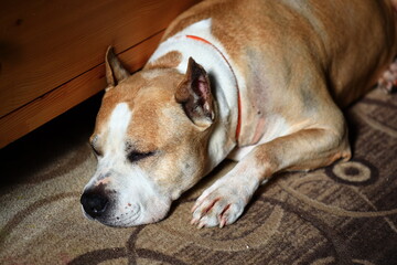 Poster - A brown and white dog resting on the floor, great for illustrations or designs.