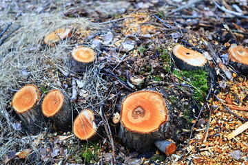 Poster - A pile of logs sitting on the forest floor, ideal for outdoor or nature-inspired projects.