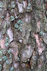 Poster - A close-up view of a tree trunk covered in moss.