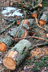 Poster - A pile of wood sits atop a tree trunk, surrounded by lush foliage.