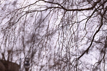 Poster - A bird sitting on a tree branch.