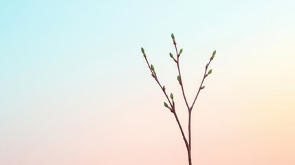 Poster - bare branches dotted with green buds silhouetted against soft pastel sky