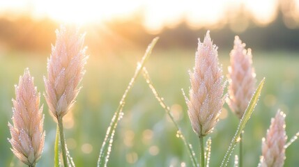 Poster - dew-covered shoots glistening in early morning sun creating vibrant and fresh visual against blurred backdrop