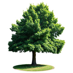 Wall Mural - summer tree green leaves isolated on transparent background