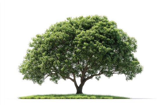 Standing Green Tree with Lush Leaves and Trunk on Isolated Background