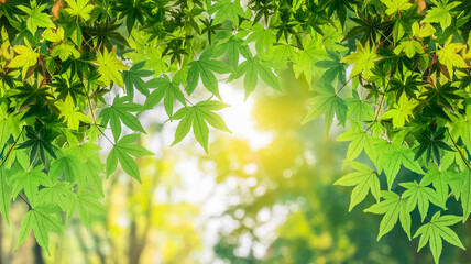 Aufkleber - Fresh green maple leaves frame a sunlit background, creating a vibrant and natural scene, showcasing springtime freshness and tranquility