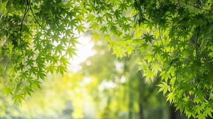 Aufkleber - Fresh green maple leaves frame a soft, sunlit background, conveying serenity and springtime freshness, ideal for nature or wellness themes