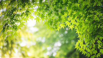 Aufkleber - Fresh green maple leaves frame a blurred bright background, conveying nature, freshness, and springtime ambiance, ideal for eco or nature themes