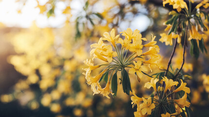 Poster - Close-up of yellow flowers cluster, exhibiting delicate petals and vibrant color, representing springtime, nature's beauty, and serenity