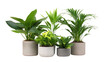 © abangaboy - Assorted potted houseplants featuring green foliage on a Transparent Background