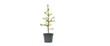 © retirementfun - A small, potted Christmas tree sapling against a pure white background, christmas sapling, miniature christmas tree, evergreen