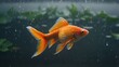 © Euis - Goldfish Swimming Gracefully in Aquarium with Plants and Bubbles Around