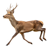 deer isolated on white