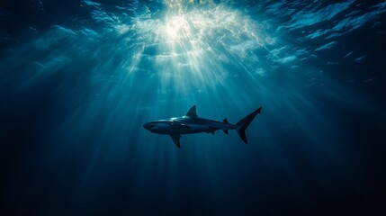 Wall Mural - shark silhouetted against sunlit ocean water.