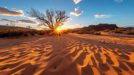 Aufkleber - Desert landscape during sunset with a silhouetted tree and long shadows the sun flares through branches casting an orange glow and a blue sky with clouds in the background