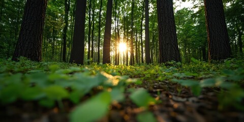 Aufkleber - Sunlight filters through a dense forest illuminating green foliage and tree trunks. The low angle showcases the forest floor and adds a warm natural glow