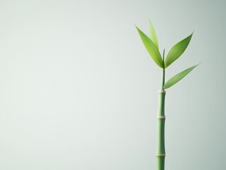 Aufkleber - Green Bamboo Shoot Against Light Green Background