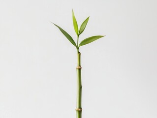 Aufkleber - Green Bamboo Sprout Growing Against White Background