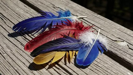 Poster - Vibrant feather collection on wooden surface with dynamic shadow play