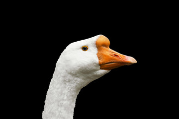 Wall Mural - white goose with an orange beak and bright eye, emphasizing its distinctive features, commonly found
