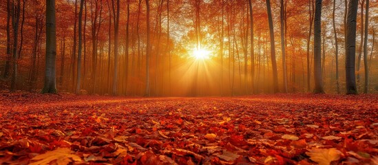 Autumn sunset in forest, leaves on ground, nature background, fall scenery