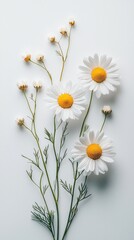 Poster - Four vibrant white daisies with bright yellow centers stand out against a soft, unadorned background, surrounded by delicate green stems and tiny buds, capturing the essence of spring and renewal