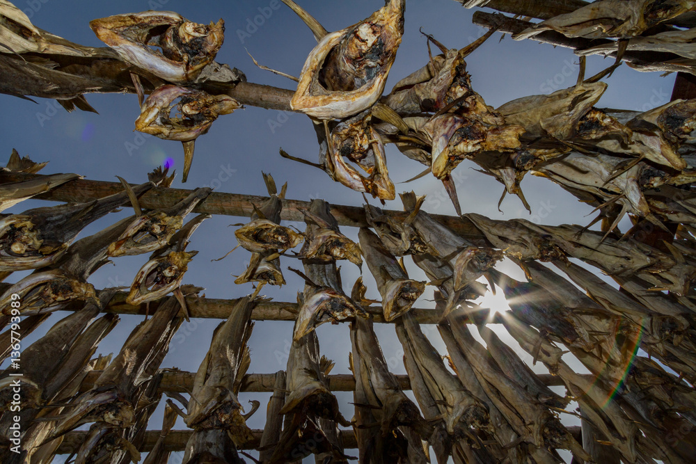 Cod drying on racks temporarily built for that purpose in the small ...