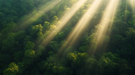Poster - Sunlight filters through the dense foliage of a vibrant jungle canopy, casting beautiful patterns of light and shadow across the various shades of green below