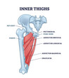 © VectorMine - Inner thighs anatomy diagram highlights muscles and bones. Key elements, femur, hip joint, adductor muscles. Outline diagram
