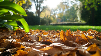 Poster - Close-up of brown autumn leaves on ground, backlit by sunlight, showcasing a natural texture and fall season concept