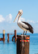 © Austockphoto - A Pelican on a Pole in the Water