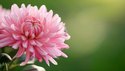 Poster - Beautiful pink flower with delicate petals against a soft green background