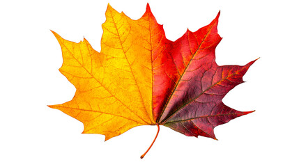Wall Mural - Bicolored maple leaf autumn fall season, cut out transparent