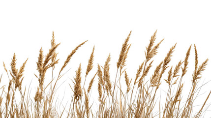 Naklejka na meble Beige wheat stalks on black background create pattern , cut out transparent