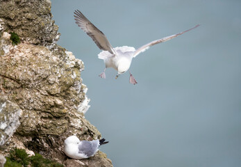 Wall Mural - northern fulmar in flight along coastal cliffs