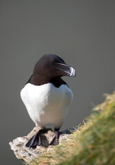 Wall Mural - portrait of a razorbill perched on a sea cliff