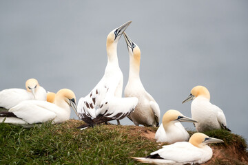 Wall Mural - northern gannets bonding behaviour on a sea cliff