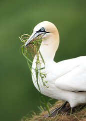 Wall Mural - portrait of a northern gannet carrying nesting material in its beak