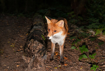 Wall Mural - Portrait of a cute red fox standing in a forest at night