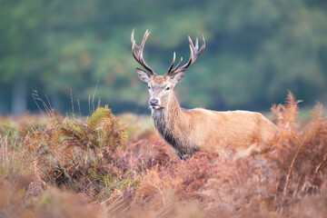 Wall Mural - Red deer stag standing in bracken during the rut in autumn